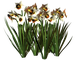 Цветы в PNG
